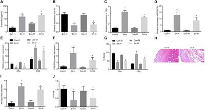 BAG2-Mediated Inhibition of CHIP Expression and Overexpression of MDM2 Contribute to the Initiation of Endometriosis by Modulating Estrogen Receptor Status